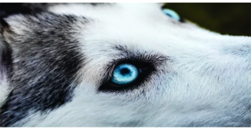 Photographic close-up of a husky dog's face showing its striking blue eye and black and white fur markings.