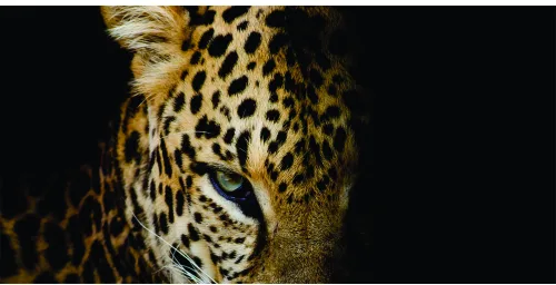 Close-up photograph of a leopard's head against a black background, with one eye clearly visible and golden spotted fur illuminated.