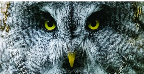 Close-up photograph of a grey owl's face with piercing yellow eyes and textured feathers, facing directly toward the camera.