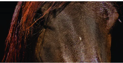 Close-up photograph of a chestnut horse's neck and flowing reddish-brown mane against a black background.