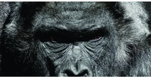 Black and white close-up photograph of a chimpanzee's face, showing detailed texture of fur and a serious, introspective expression.