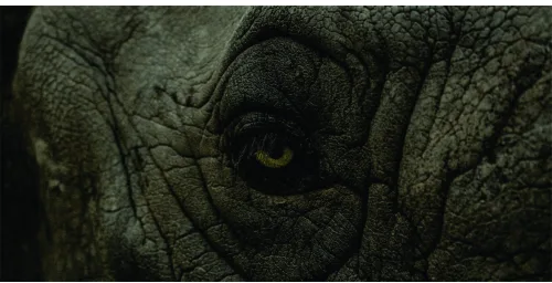 Close-up photograph of a reptile's eye surrounded by textured green and grey scales, with a bright golden iris.