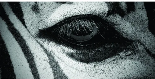A close-up photographic image of a zebra's eye in black and white, with bold striped patterns covering the surrounding face and muzzle.