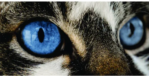 Photographic close-up of a tabby cat's face showing intense blue eyes with black slit pupils, white whiskers, and brown and black striped fur.