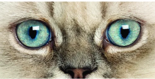 Photographic close-up of a light-coloured cat's face showing its distinctive turquoise-blue eyes and pink nose.