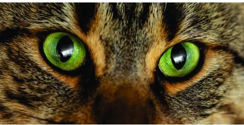 A close-up photograph of a tabby cat's face showing piercing bright green eyes and striped fur.