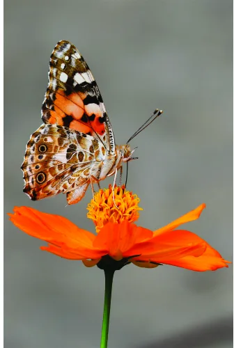 A painted lady butterfly with brown and white patterned wings perches on a bright orange flower with visible stamens against a grey background.