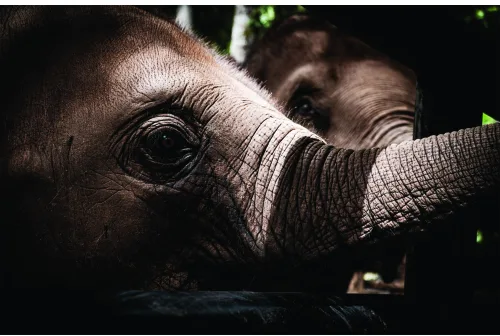 Close-up photograph of a young elephant's face and raised trunk with textured grey skin, dark eye visible, against a dark background with green foliage.