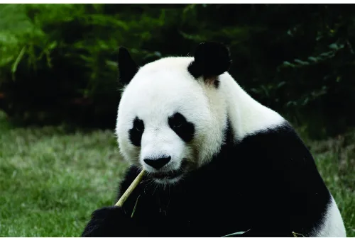 A giant panda with black and white fur holds a bamboo shoot in its mouth while sitting in front of green foliage.