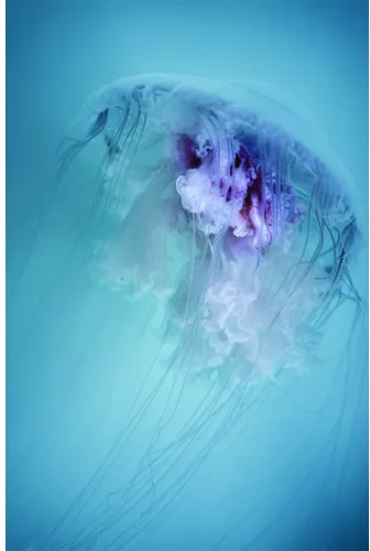 A translucent jellyfish with purple and white colouration drifts downward against a gradient blue background, its tentacles trailing beneath.