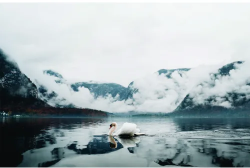 A photograph of a single duck swimming on a still, misty lake surrounded by snow-capped mountains and low clouds.