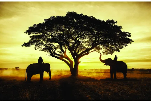 Silhouettes of two elephants standing on either side of a large acacia tree against a golden sunset sky.