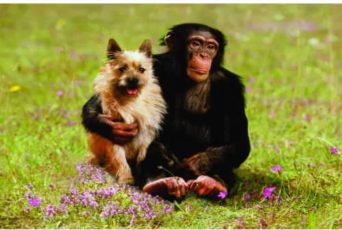 A young chimpanzee sits on green grass holding a small tan and white terrier, surrounded by small purple flowers.