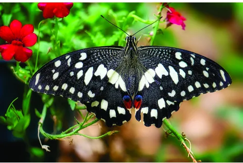 A black swallowtail butterfly with white spots and blue markings perches on red flowers surrounded by green leaves.