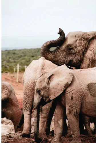 A young elephant with its trunk raised touches a larger adult elephant in an arid African landscape.