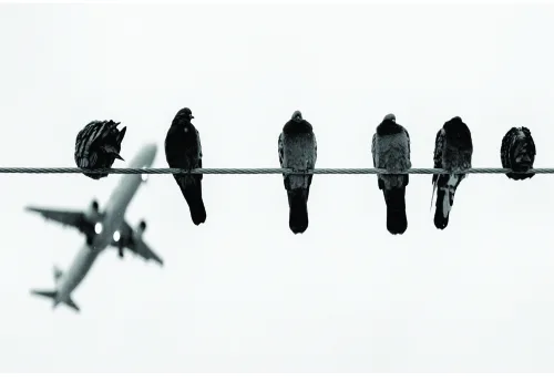 Black and white photograph of six dark silhouetted birds perched on a horizontal wire with one bird in flight to the left, against a pale background.