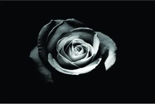 A monochrome photograph of a single rose with layered petals in shades of grey and white, set against a solid black background.