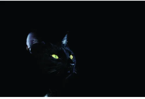 A black cat's face emerges from a dark background, its distinctive yellow eyes glowing brightly and staring directly ahead.