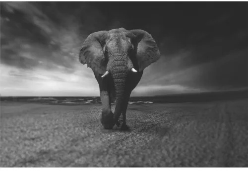 A black and white photograph of a single African elephant walking directly towards the camera across a vast, open savanna landscape under a dramatic cloudy sky.