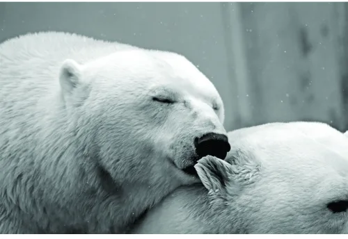 Black and white photograph of a mother polar bear nuzzling her cub in falling snow.