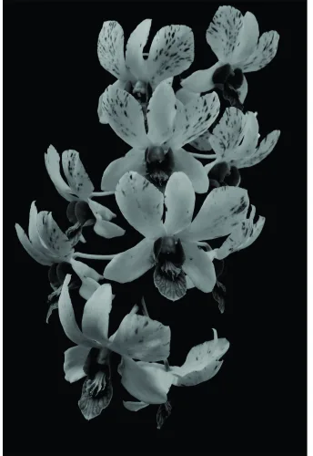 A vertical arrangement of pale grey-white orchid flowers with visible stamens, photographed against a black background.