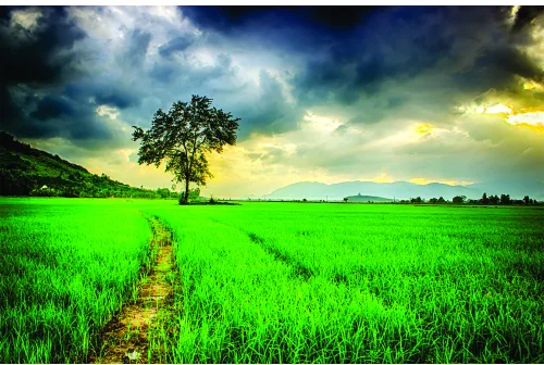 A solitary tree stands in the centre of a vast emerald-green field under a dramatic sky with golden and grey storm clouds.