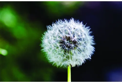 Close-up photograph of a white dandelion seedhead in sharp detail, set against a soft-focus green and dark blue background.