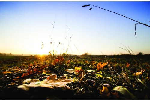 A harvested field at sunset with dried grasses backlit by golden light against a blue sky.