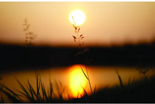A golden sun setting over a body of water, its reflection perfectly mirrored below, with tall grasses silhouetted in dark profile across the foreground.