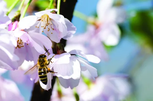 A bee lands on pale purple flowers with yellow stamens, with blurred green foliage and blue sky in the background.
