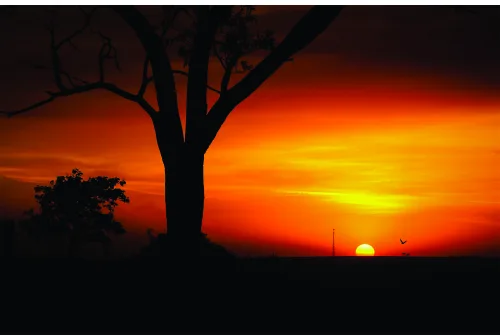 A bare tree silhouetted against a vibrant orange and yellow sunset sky with the sun visible on the horizon.