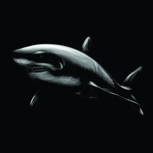 A detailed graphite sketch of a great white shark in profile, rendered in silver and white tones against a solid black background.