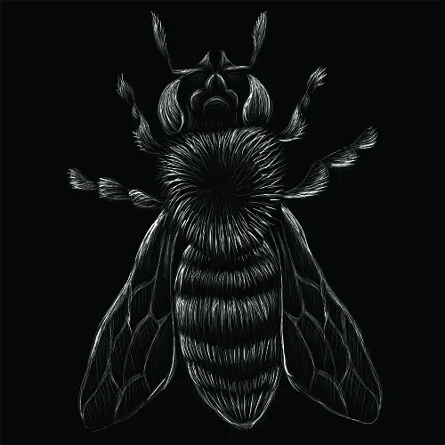 A white line drawing of a beetle with detailed wings and antennae on a solid black background.