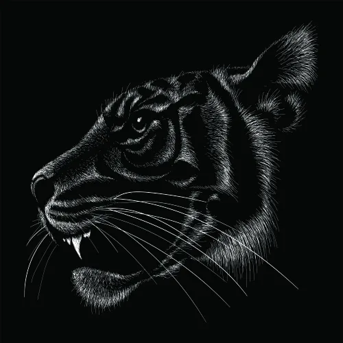 A white line sketch of a tiger's head in profile against a black background, showing bared teeth and fine detail in the fur and whiskers.