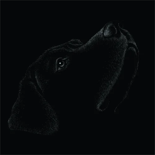 A detailed pencil sketch of a dog's head and neck in profile, looking upward, rendered in white lines on a black background.