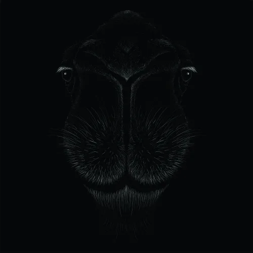 A detailed line drawing of a hippo's face viewed head-on against a black background, with fine white linework showing whiskers, texture, and facial features.