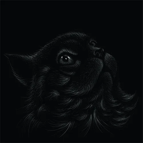 A detailed sketch of a black cat's head tilted upward, with bright eyes highlighted against a black background.