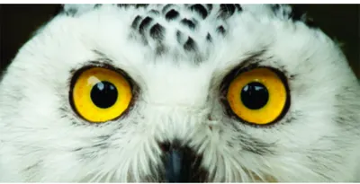 Close-up photograph of a snowy owl's face, showing its distinctive white feathers and intense golden-yellow eyes with black pupils, staring directly at the camera.