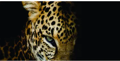 Close-up photograph of a leopard's head against a black background, with one eye clearly visible and golden spotted fur illuminated.