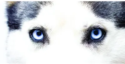 Photographic close-up of a husky's face with piercing bright blue eyes and white and dark grey fur.