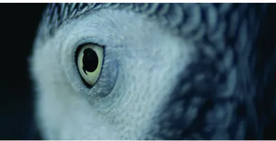 Photographic close-up of a reptile's eye in shades of blue and grey, showing the pupil and scaled texture around the eye.