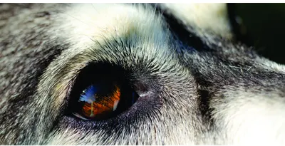 A close-up photograph of a wolf's eye with amber-coloured iris surrounded by grey and black fur.