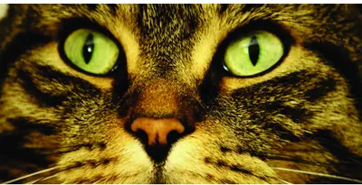 Close-up photograph of a tabby cat's face with striking green eyes and detailed whiskers, looking directly at the camera.