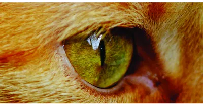 Photographic close-up of a ginger cat's bright green eye with a vertical black pupil, surrounded by warm orange and brown fur.