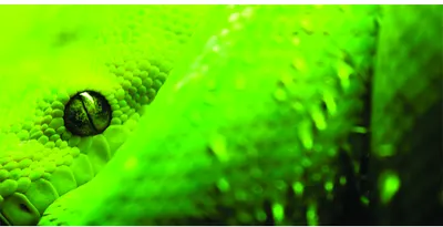 A photograph showing the bright green eye and textured scaled skin of a reptile in extreme close-up detail.