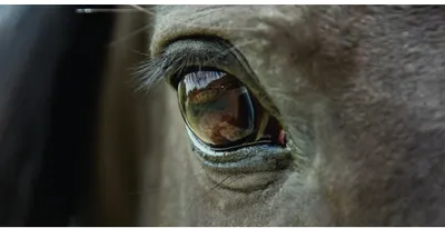 Photographic close-up of a grey horse's eye and face, showing detailed texture and warm brown iris.