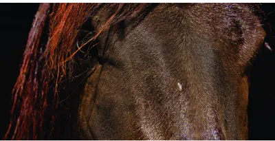 Close-up photograph of a chestnut horse's neck and flowing reddish-brown mane against a black background.