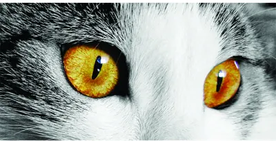 Photographic close-up of a cat's face showing distinctive golden-amber eyes with black slit pupils, surrounded by grey and white fur.