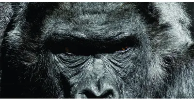 Black and white close-up photograph of a chimpanzee's face, showing detailed texture of fur and a serious, introspective expression.