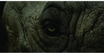 Close-up photograph of a reptile's eye surrounded by textured green and grey scales, with a bright golden iris.